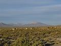 Coipasa Salt Flats (1)